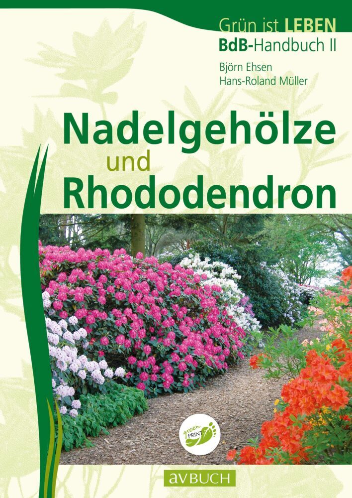 Nadelgehölze und Rhododendron (Björn Ehsen)