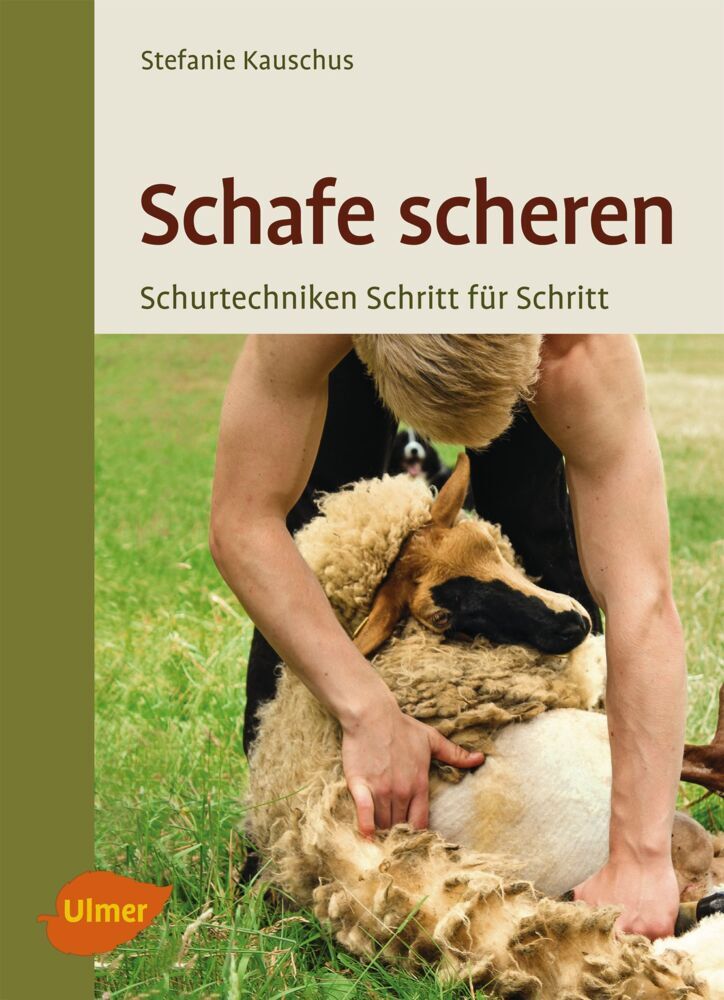 Schafe scheren (Stefanie Kauschus)