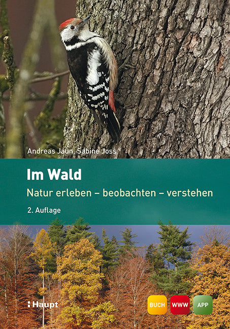 Im Wald (Andreas Jaun)
