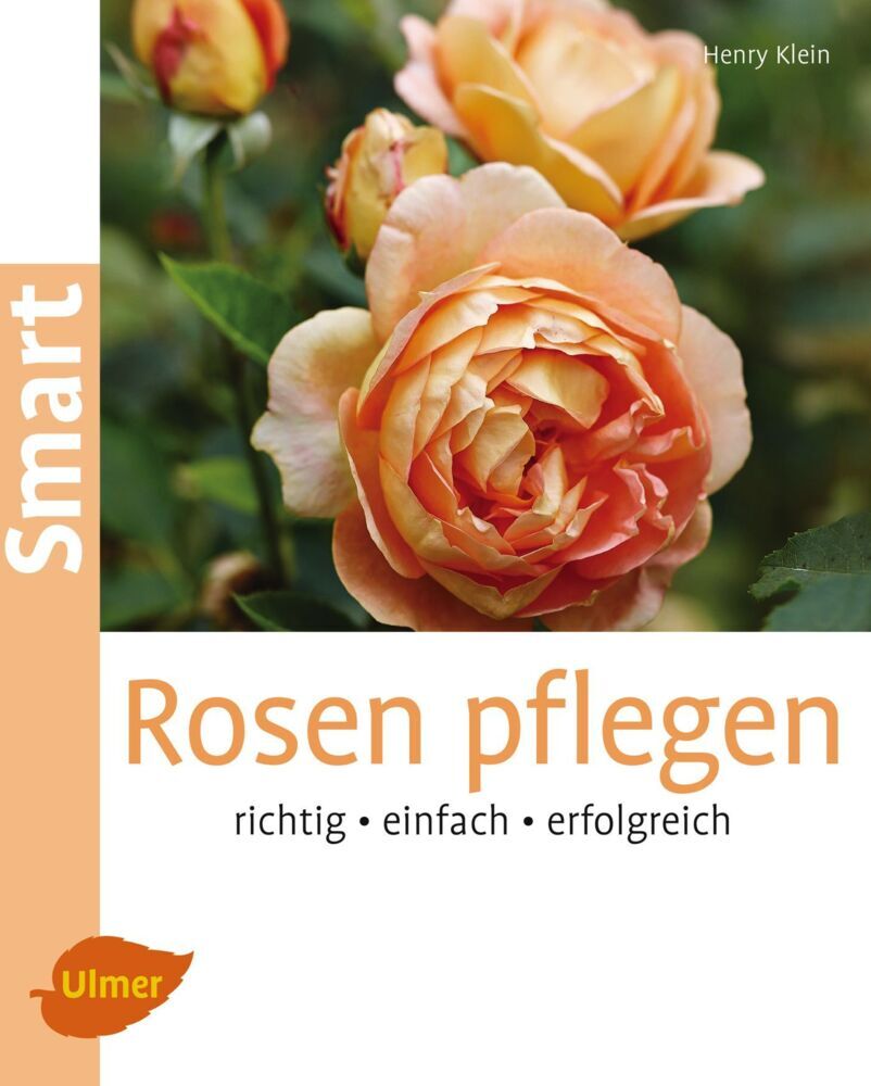 Rosen pflegen (Henry Klein)