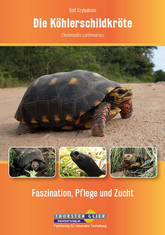 Die Köhlerschildkröte Chelonoidis carbonarius (Ralf Czybulinski)