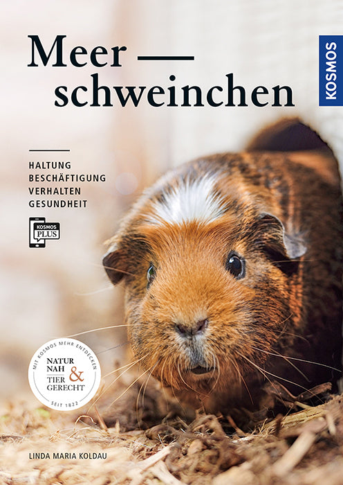 Meerschweinchen (Linda M. Koldau)