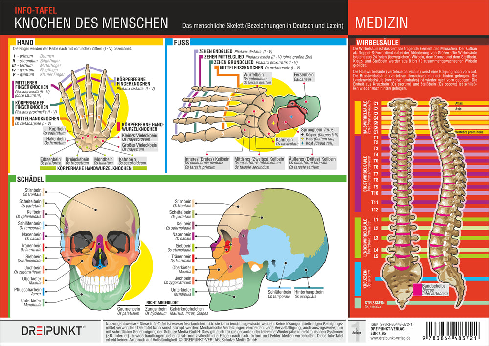 Knochen des Menschen, 1 Info-Tafel (Michael Schulze)