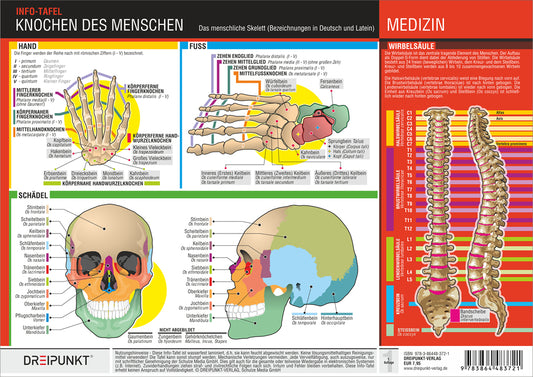 Knochen des Menschen, 1 Info-Tafel (Michael Schulze)