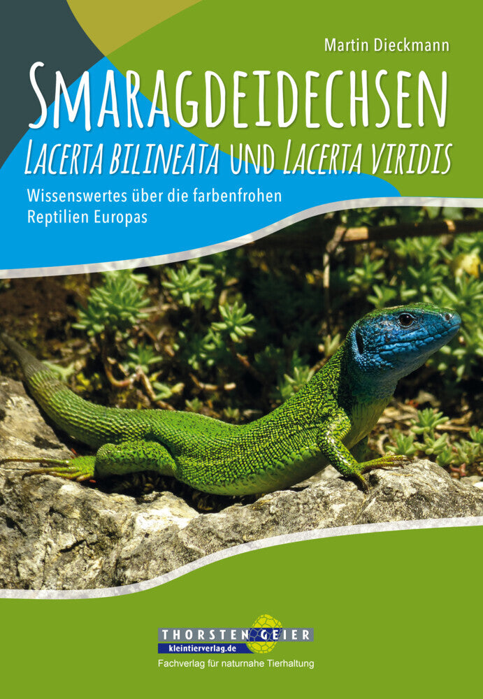 Smaragdeidechsen Lacerta bilineata und Lacerta viridis (Martin Dieckmann)