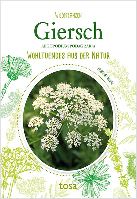 Giersch - Aegopodium Podagraria (Martina Tolnai)