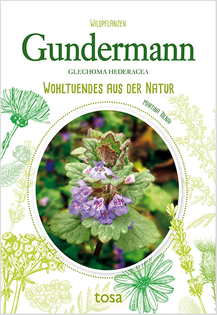 Gundermann - Glechoma Hederacea (Martina Tolnai)