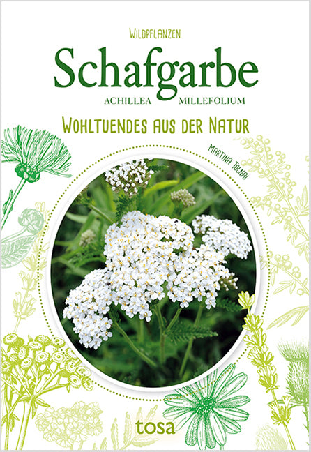 Schafgarbe - Achillea Millefolium (Martina Tolnai)