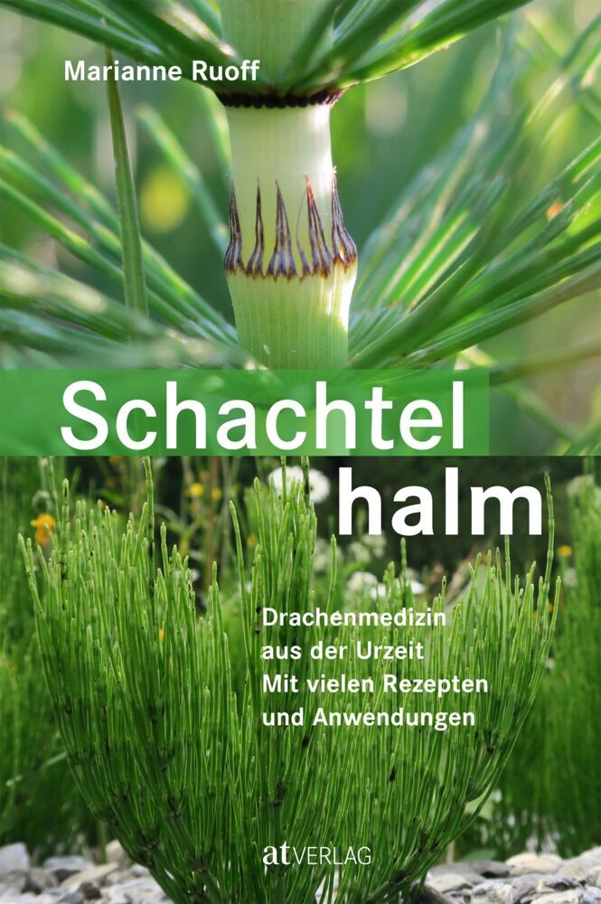 Schachtelhalm (Marianne Ruoff)