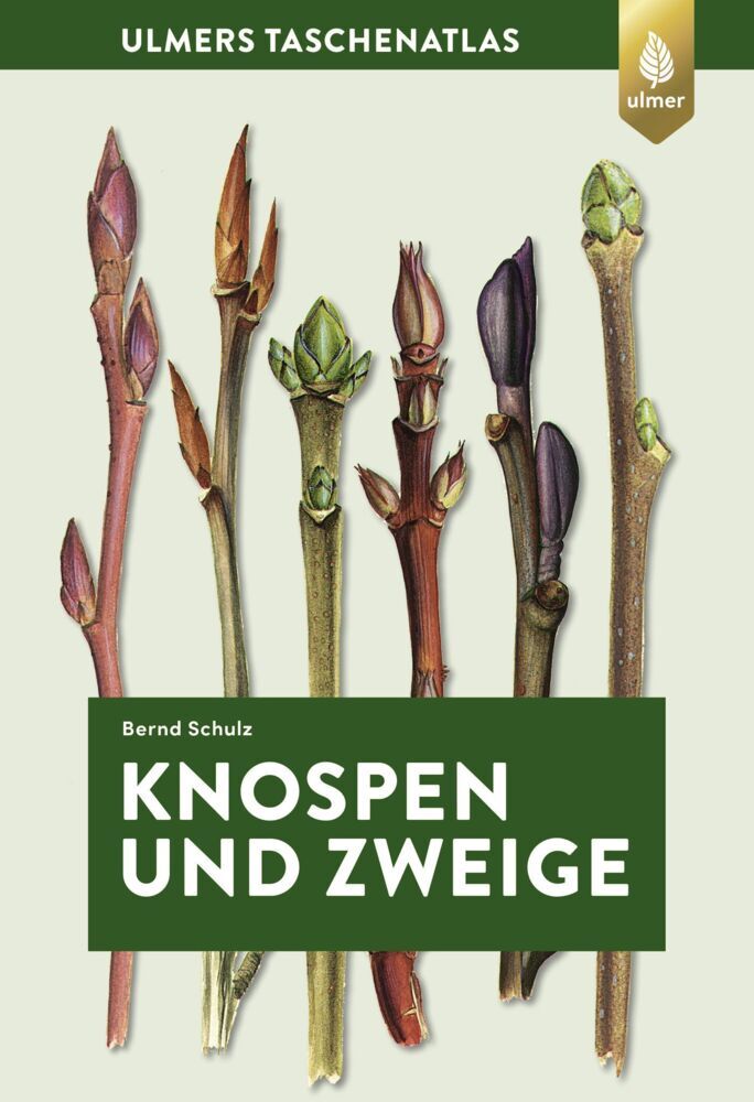 Knospen und Zweige (Bernd Schulz)