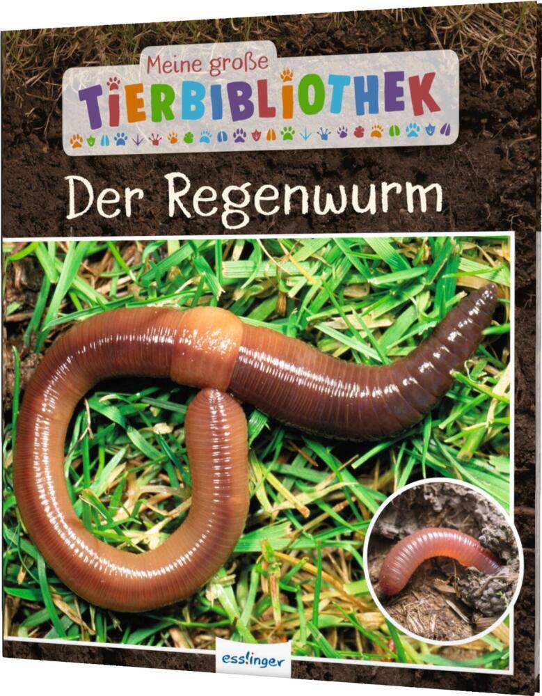Meine große Tierbibliothek: Der Regenwurm (Valérie Tracqui)