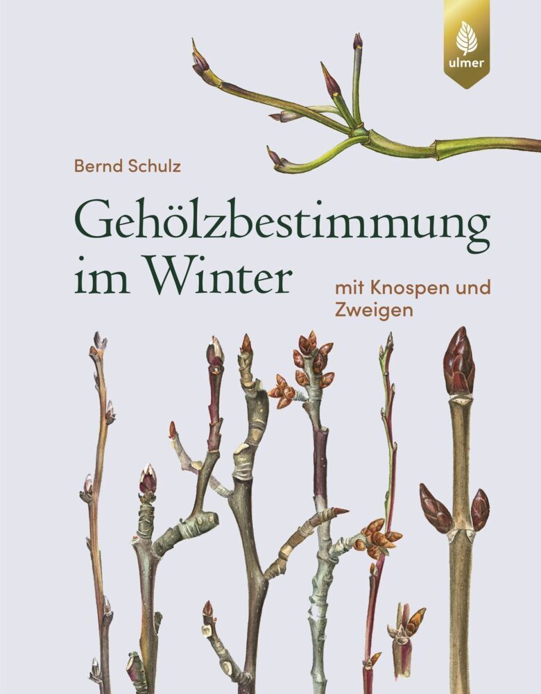 Gehölzbestimmung im Winter (Bernd Schulz)