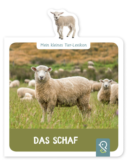 Das Schaf (Hannah Kastenhuber)