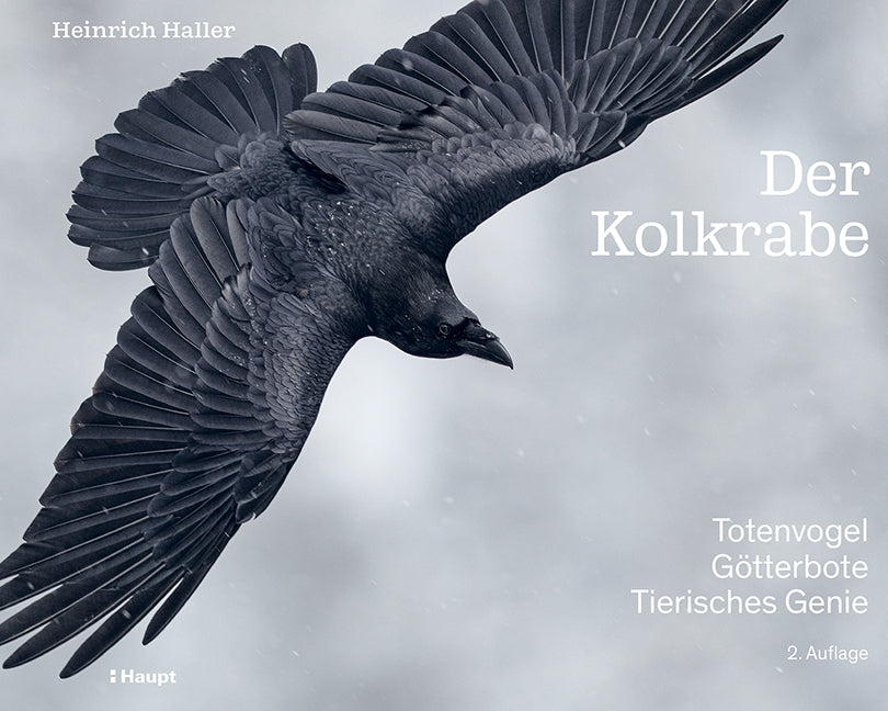 Der Kolkrabe - Totenvogel, Götterbote, tierisches Genie (Heinrich Haller)