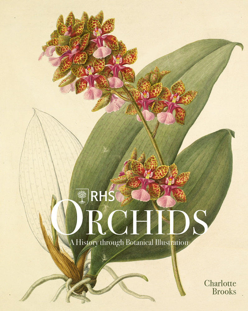 RHS Orchids (Charlotte Brooks)