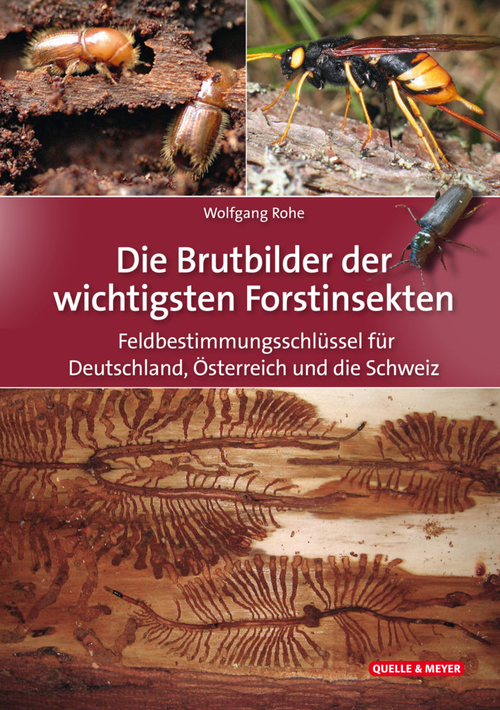Die Brutbilder der wichtigsten Forstinsekten (Wolfgang Rohe)
