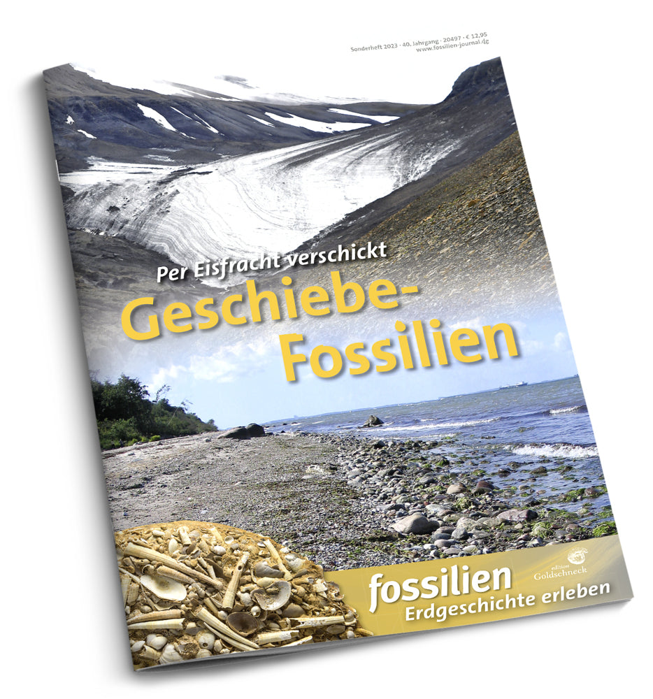 Geschiebe-Fossilien (Jens Lehmann)