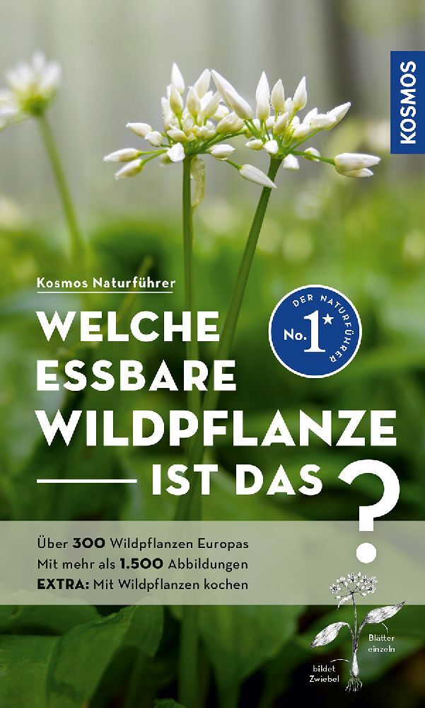 Welche essbare Wildpflanze ist das? (Christa Bastgen)