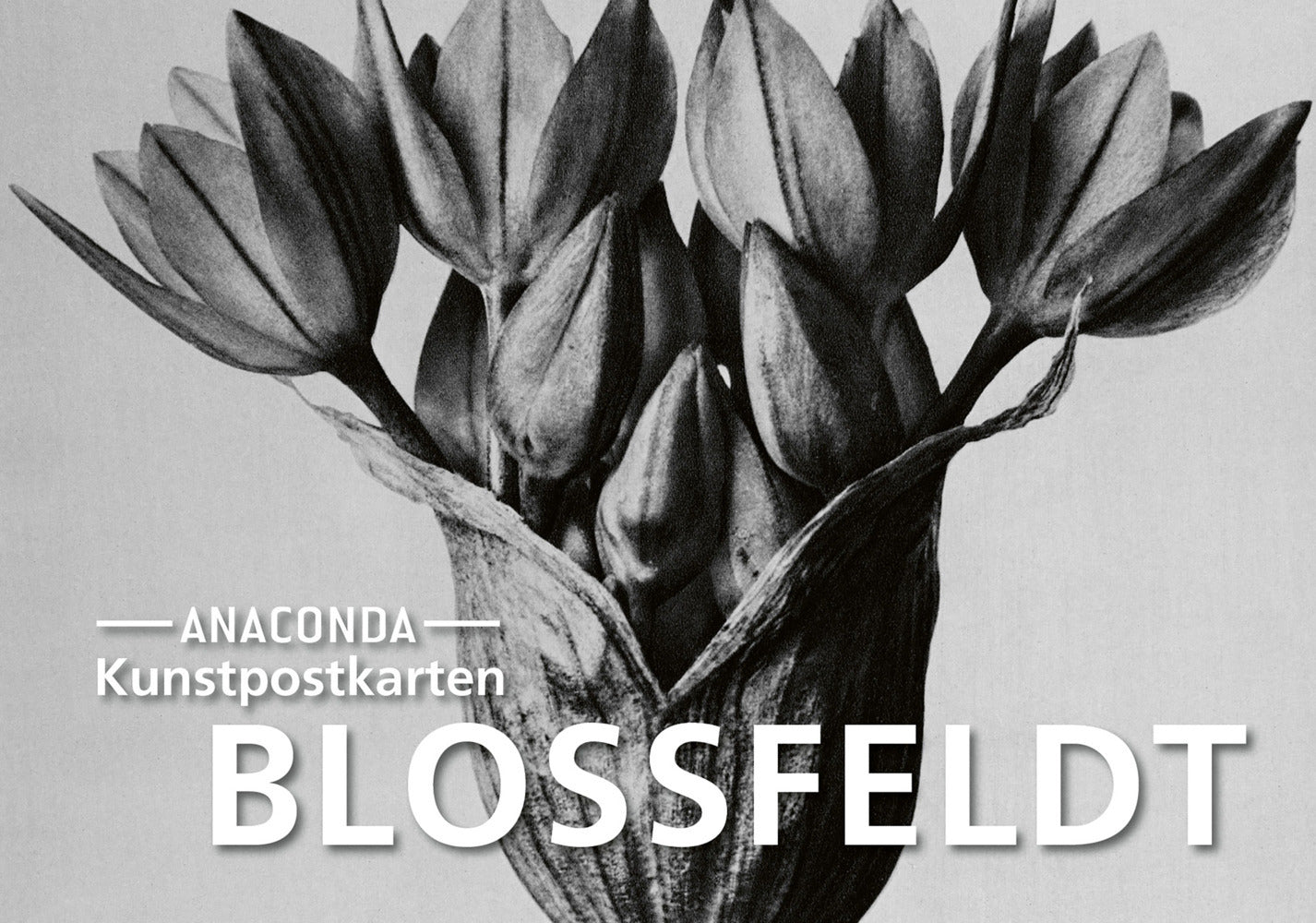 Postkarten-Set Blossfeldt (Karl Bloßfeldt)