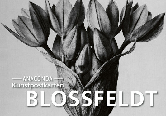Postkarten-Set Blossfeldt (Karl Bloßfeldt)