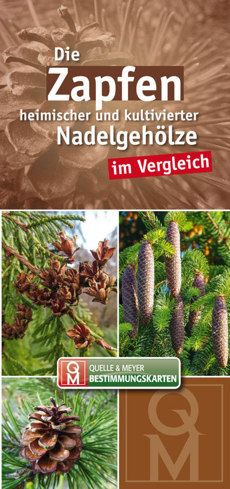 Die Zapfen heimischer und kultivierter Nadelgehölze im Vergleich (Quelle Meyer Verlag)