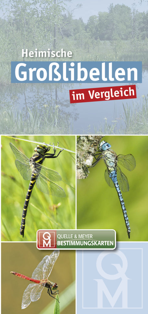 Heimische Großlibellen im Vergleich (Quelle & Meyer Verlag)