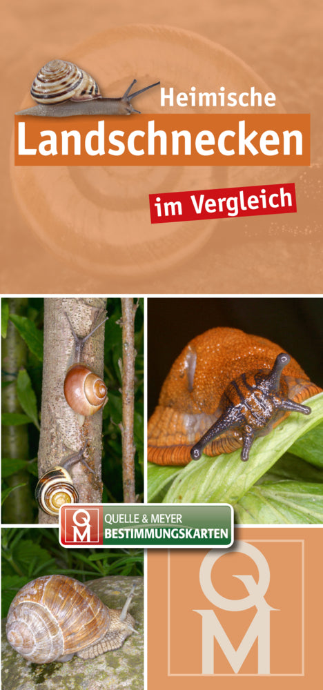 Heimische Landschnecken im Vergleich (Quelle Meyer Verlag)