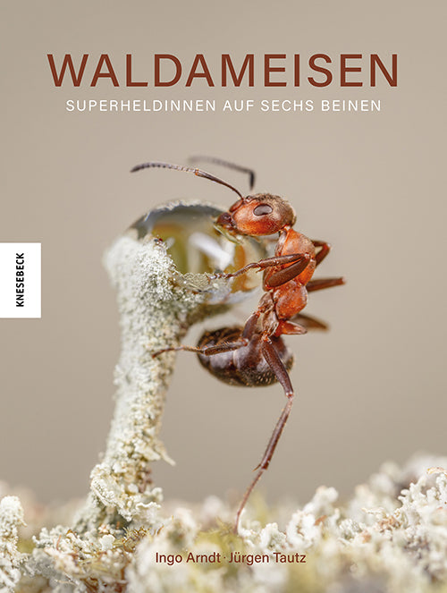 Waldameisen (Ingo Arndt)