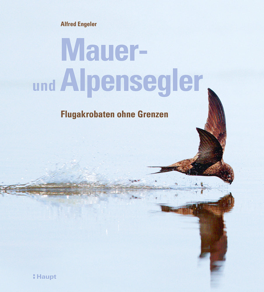 Mauer- und Alpensegler (Alfred Engeler)