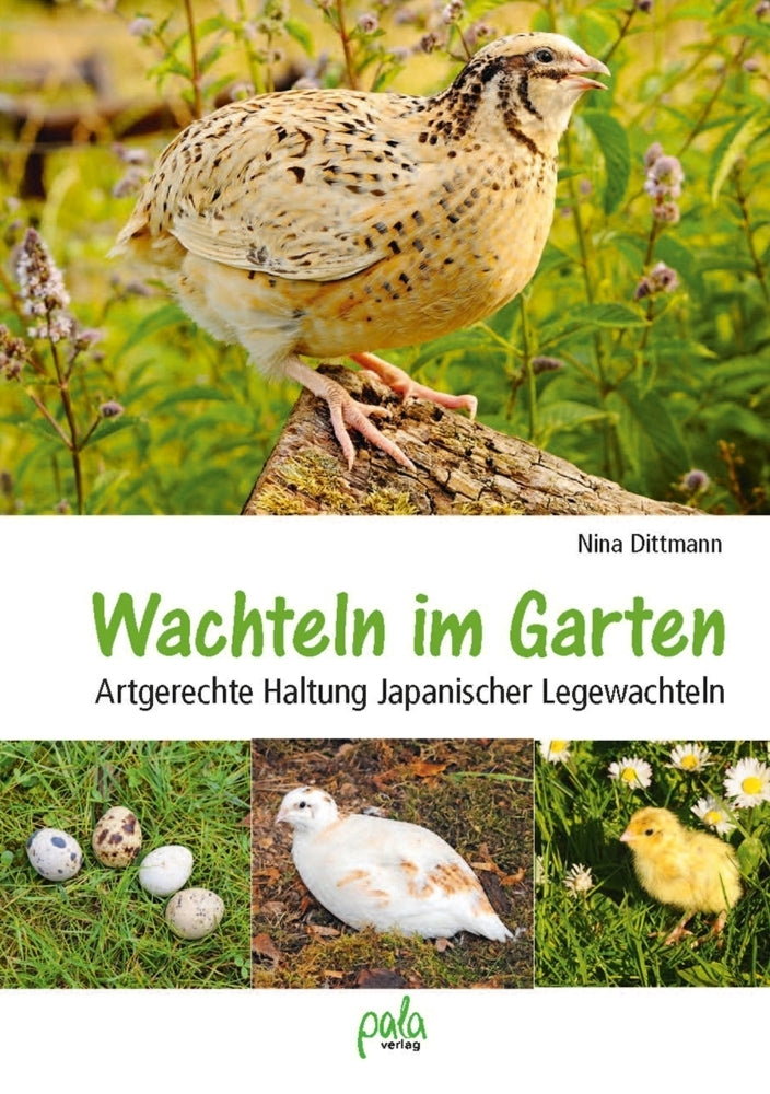 Wachteln im Garten (Nina Dittmann)
