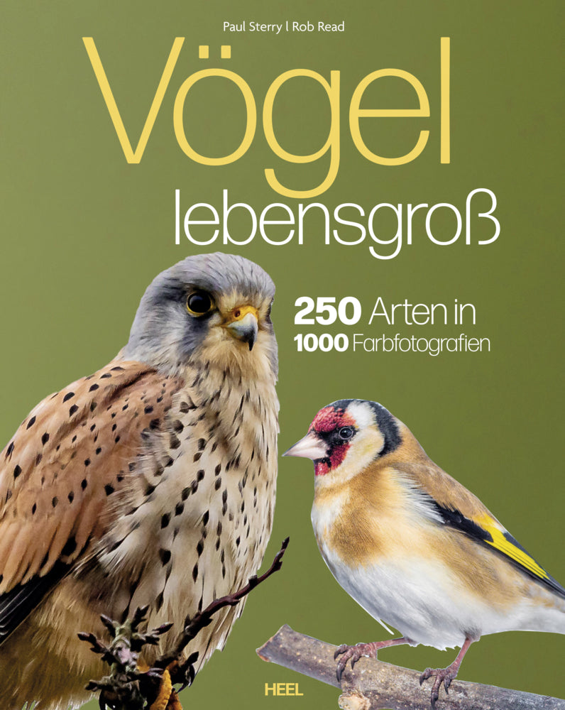 Vögel lebensgroß (Paul Sterry)