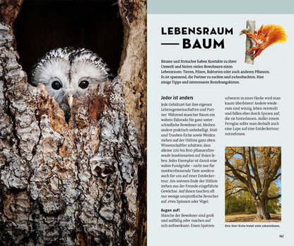 Welcher Baum ist das?