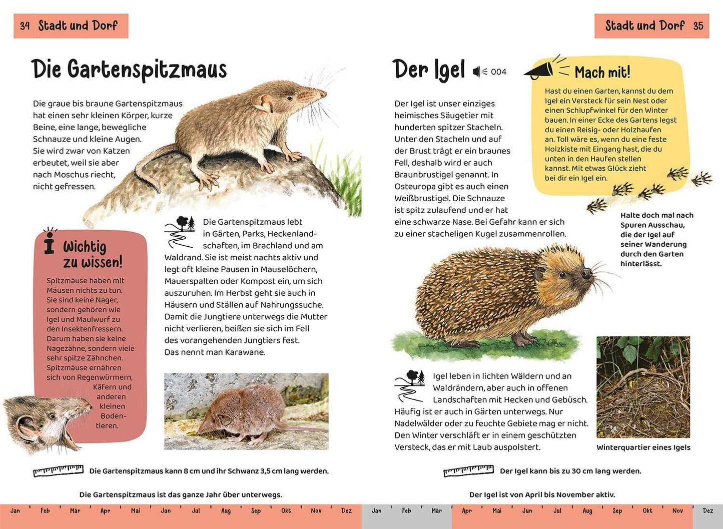 Kosmos Tier- und Pflanzenführer. Kindernaturführer (Deutsch, 2022, Holger Haag, Oftring, Bärbel Anita van Saan)