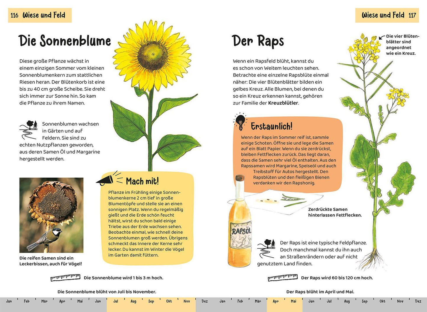 Kosmos Tier- und Pflanzenführer. Kindernaturführer (Deutsch, 2022, Holger Haag, Oftring, Bärbel Anita van Saan)