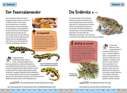 Kosmos Tier- und Pflanzenführer. Kindernaturführer (Deutsch, 2022, Holger Haag, Oftring, Bärbel Anita van Saan)