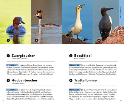 Kosmos BASIC Vögel (Deutsch, 2022, Volker Dierschke)