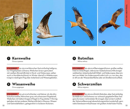 Kosmos BASIC Vögel (Deutsch, 2022, Volker Dierschke)
