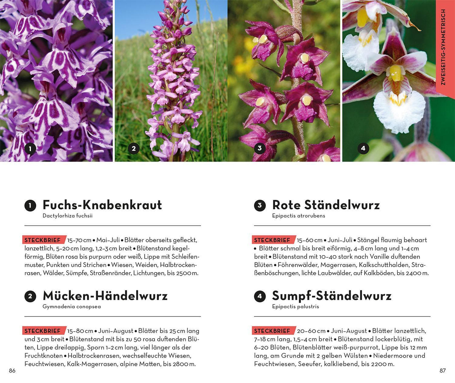 Kosmos Basic Alpenblumen (Deutsch, 2023, Norbert Griebl)