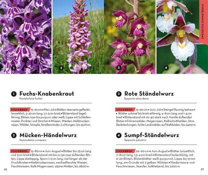 Kosmos Basic Alpenblumen (Deutsch, 2023, Norbert Griebl)