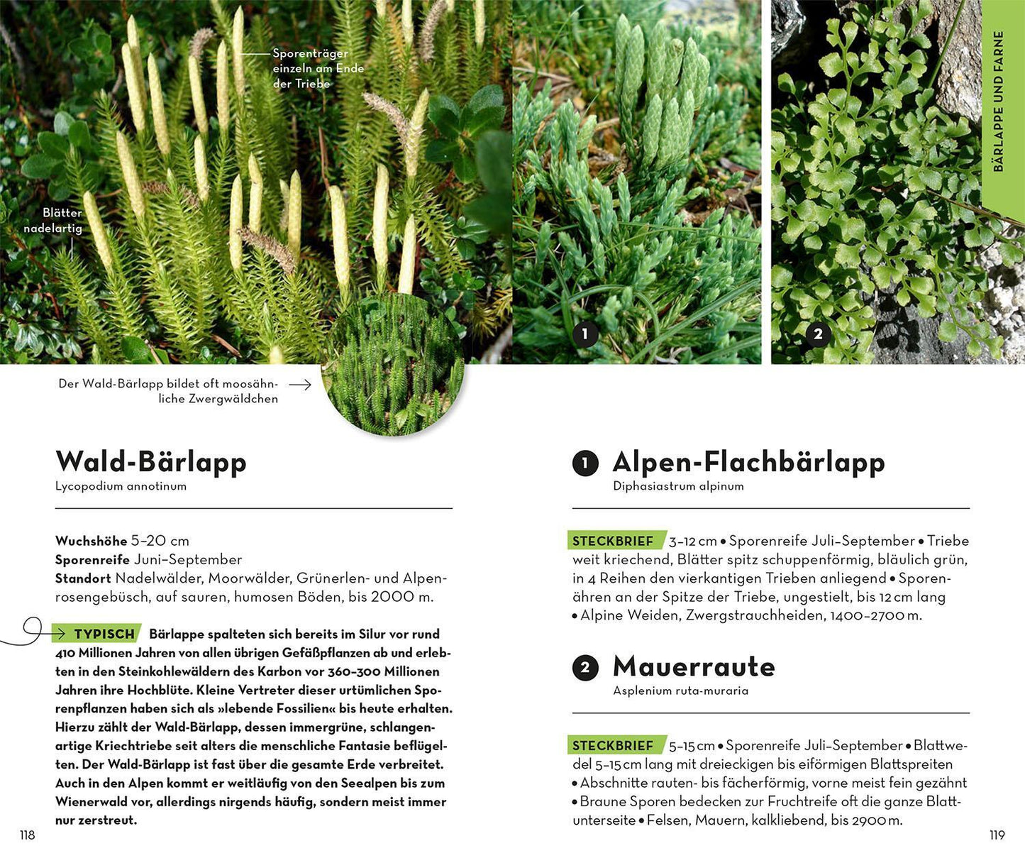 Kosmos Basic Alpenblumen (Deutsch, 2023, Norbert Griebl)