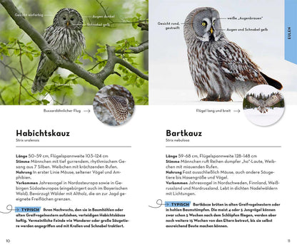 Kosmos Basic Greifvögel und Eulen (Deutsch, 2023, Volker Dierschke)
