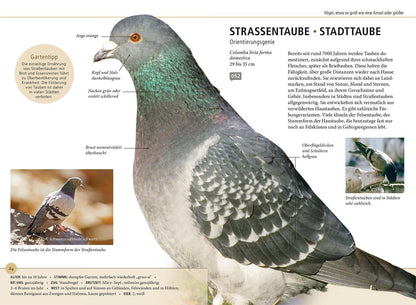 Kosmos Gartenvögel lebensgroß (Deutsch, 2024, Daniela Strauß)