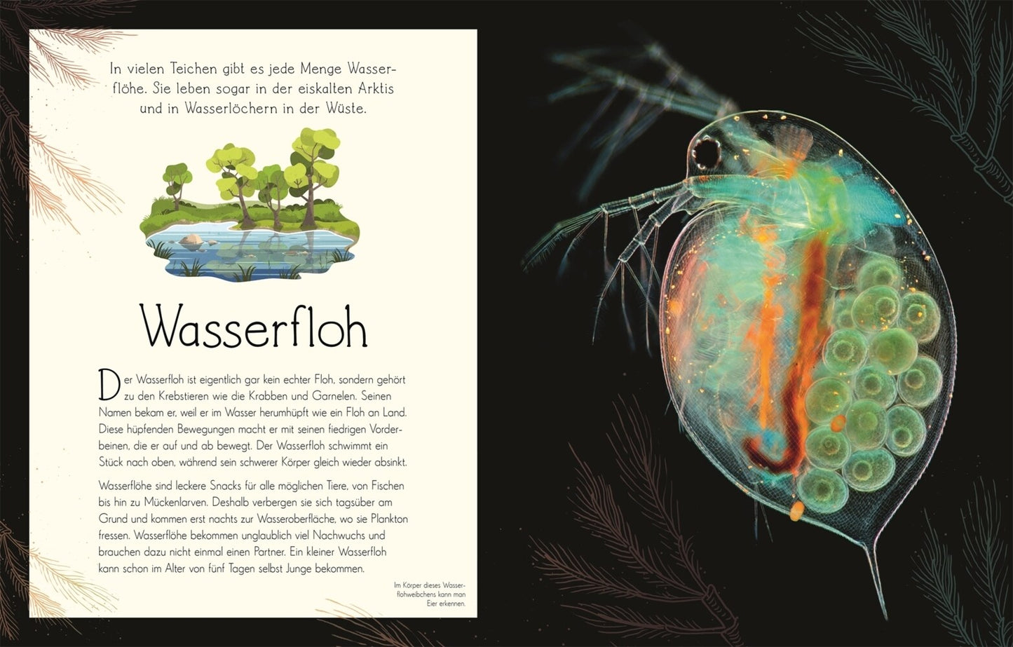 Dorling Kindersley Wundervolle Welt. Wasser (Deutsch, 2023, Daniel Long Sam Hume)