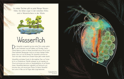Dorling Kindersley Wundervolle Welt. Wasser (Deutsch, 2023, Daniel Long Sam Hume)