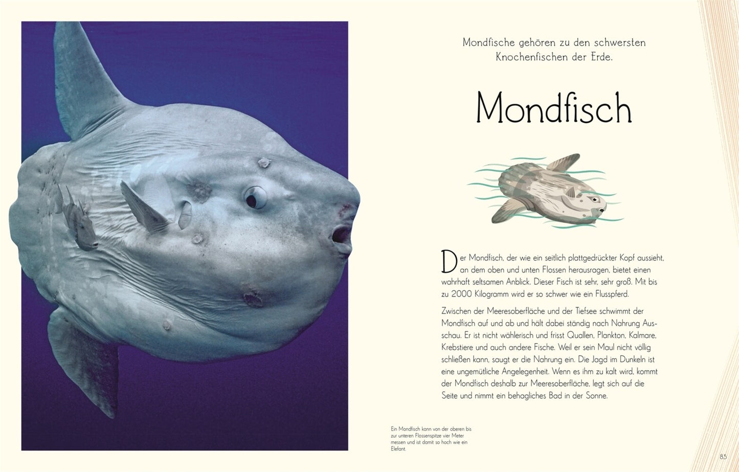 Dorling Kindersley Wundervolle Welt. Wasser (Deutsch, 2023, Daniel Long Sam Hume)