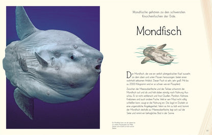 Dorling Kindersley Wundervolle Welt. Wasser (Deutsch, 2023, Daniel Long Sam Hume)