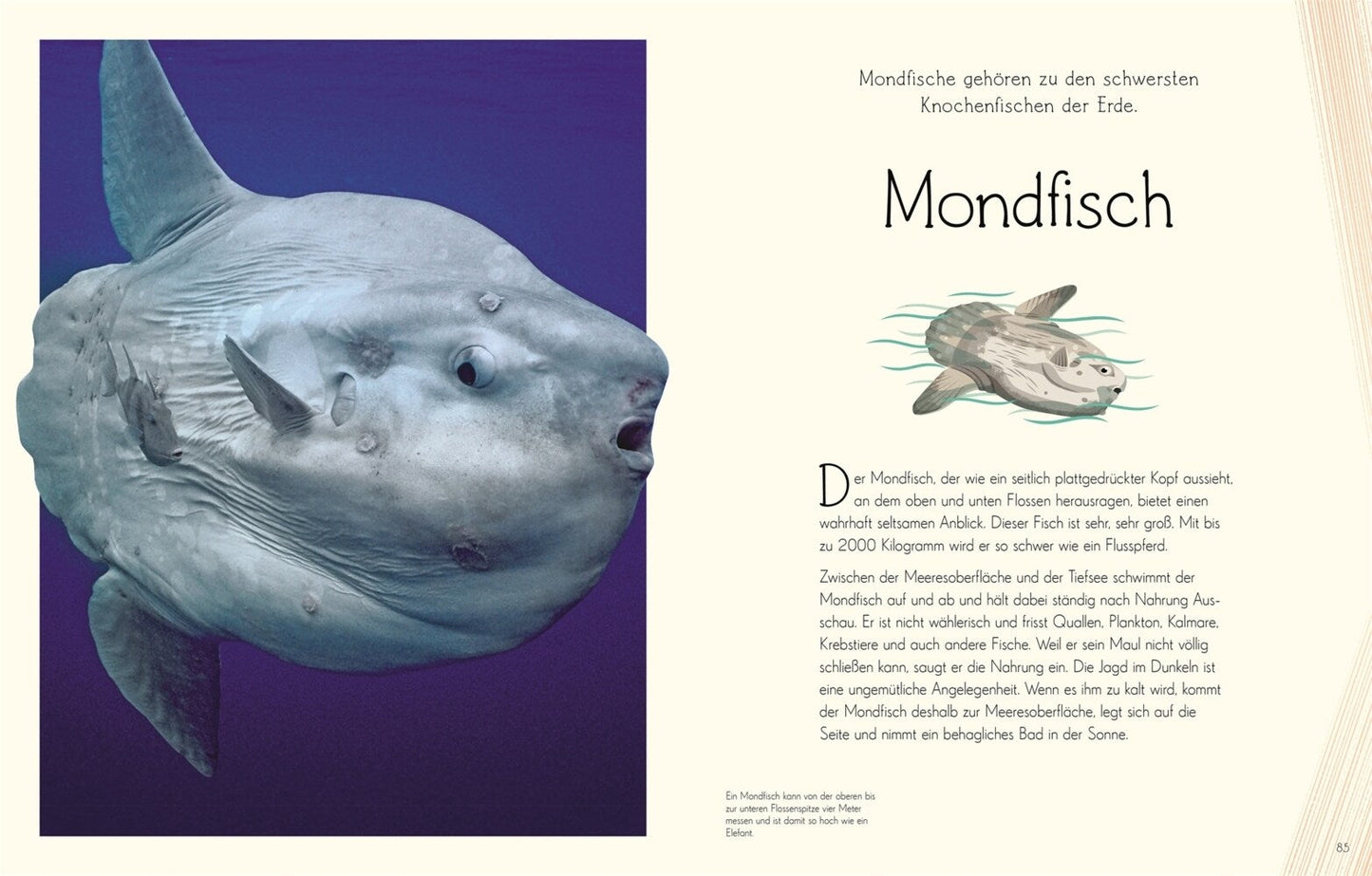 Dorling Kindersley Wundervolle Welt. Wasser (Deutsch, 2023, Daniel Long Sam Hume)