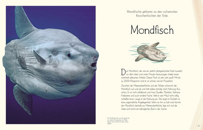 Dorling Kindersley Wundervolle Welt. Wasser (Deutsch, 2023, Daniel Long Sam Hume)