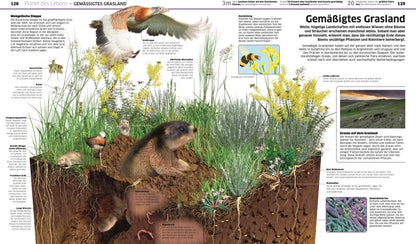 Dorling Kindersley DK Wissen. Erde (Deutsch, 2023, Birgit Reit, DK Verlag - Kids)