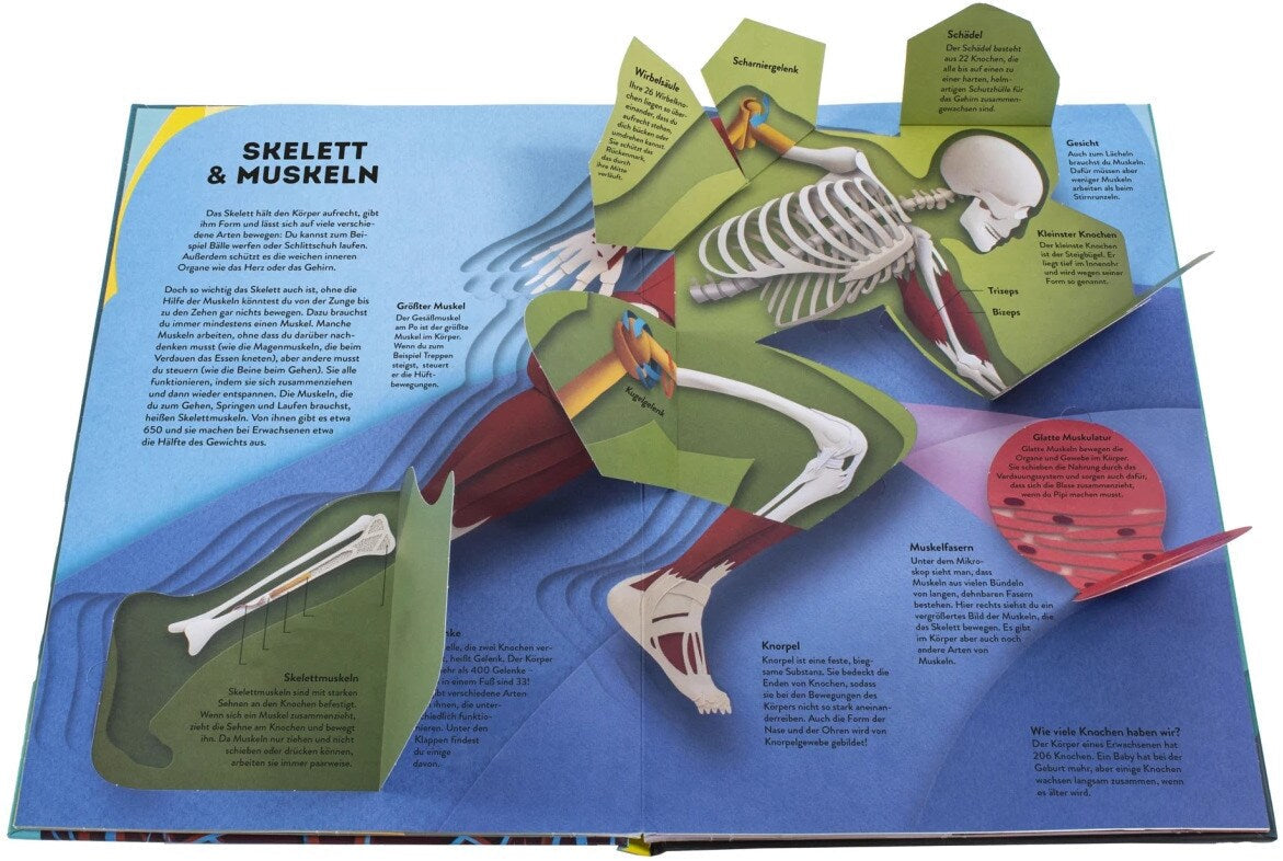 Dorling Kindersley Wissenswelten Körper (Deutsch, 2024, Ruth Symons)